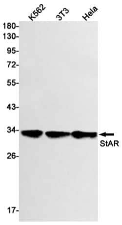 Invitrogen STAR Recombinant Rabbit Monoclonal Antibody (K01_1L32) 50 &mu;L | Buy Online | Invitrogen&trade; | Fisher Scientific