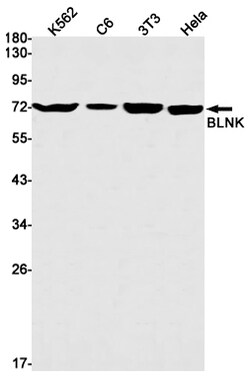 Invitrogen BLNK Recombinant Rabbit Monoclonal Antibody (K01_1N58) 50 &mu;L;
