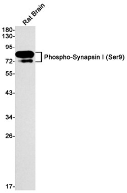 Invitrogen Phospho-Synapsin 1 (Ser9) Recombinant Rabbit Monoclonal Antibody (K01_1L63) 100 &mu;L | Buy Online | Invitrogen&trade; | Fisher Scientific