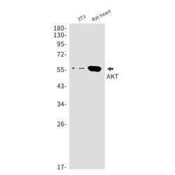 Invitrogen AKT3 Recombinant Rabbit Monoclonal Antibody (K01_1M50) 50 &mu;L | Buy Online | Invitrogen&trade; | Fisher Scientific