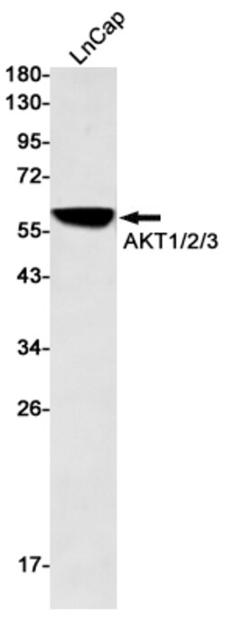 Invitrogen AKT3 Recombinant Rabbit Monoclonal Antibody (K01_1M50) 50 &mu;L | Buy Online | Invitrogen&trade; | Fisher Scientific