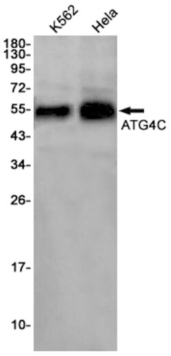Invitrogen ATG4C Recombinant Rabbit Monoclonal Antibody (K01_1N21) 50 &mu;L | Buy Online | Invitrogen&trade; | Fisher Scientific