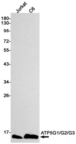 Invitrogen ATP5G1/ATP5G2/ATP5G3 Recombinant Rabbit Monoclonal Antibody (K01_1N27) 100 &mu;L | Buy Online | Invitrogen&trade; | Fisher Scientific