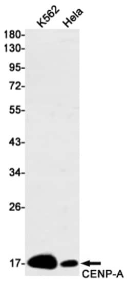 Invitrogen CENPA Recombinant Rabbit Monoclonal Antibody (K01_1K68) 50 &mu;L | Buy Online | Invitrogen&trade; | Fisher Scientific