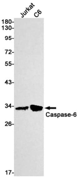Invitrogen Caspase 6 Recombinant Rabbit Monoclonal Antibody (K01_1K32)