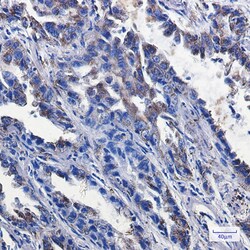 Invitrogen P2Y6 Recombinant Rabbit Monoclonal Antibody (K01_1K82) 50 &mu;L | Buy Online | Invitrogen&trade; | Fisher Scientific