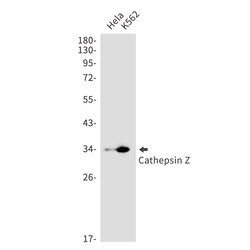 Invitrogen Cathepsin Z Recombinant Rabbit Monoclonal Antibody (K01_1N96) 100 &mu;L | Buy Online | Invitrogen&trade; | Fisher Scientific