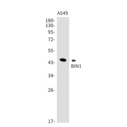 Invitrogen BIN1 Recombinant Rabbit Monoclonal Antibody (K01_1N57) 100 &mu;L | Buy Online | Invitrogen&trade; | Fisher Scientific