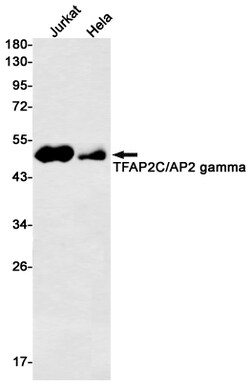 Invitrogen AP2 gamma Recombinant Rabbit Monoclonal Antibody (K01_1M84) 100 &mu;L | Buy Online | Invitrogen&trade; | Fisher Scientific