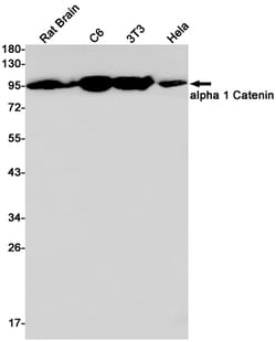 Invitrogen Catenin alpha-1 Recombinant Rabbit Monoclonal Antibody (K01_1M61) 50 &mu;L | Buy Online | Invitrogen&trade; | Fisher Scientific