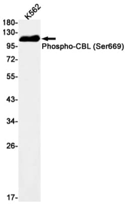 Invitrogen Phospho-c-Cbl (Ser669) Recombinant Rabbit Monoclonal Antibody (K01_1N99) 100 &mu;L | Buy Online | Invitrogen&trade; | Fisher Scientific