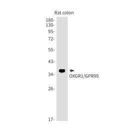 Invitrogen OXGR1 Recombinant Rabbit Monoclonal Antibody (K01_1K65) 50 &mu;L;