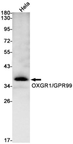 Invitrogen OXGR1 Recombinant Rabbit Monoclonal Antibody (K01_1K65) 50 &mu;L;