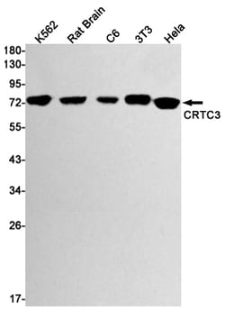Invitrogen CRTC3 Recombinant Rabbit Monoclonal Antibody (K01_1L06) 50 &mu;L | Buy Online | Invitrogen&trade; | Fisher Scientific