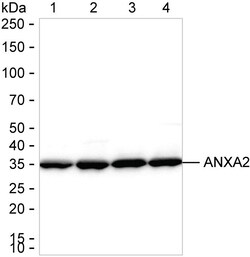 Invitrogen Annexin A2 Recombinant Rabbit Monoclonal Antibody (K01_1M78) 50 &mu;L | Buy Online | Invitrogen&trade; | Fisher Scientific