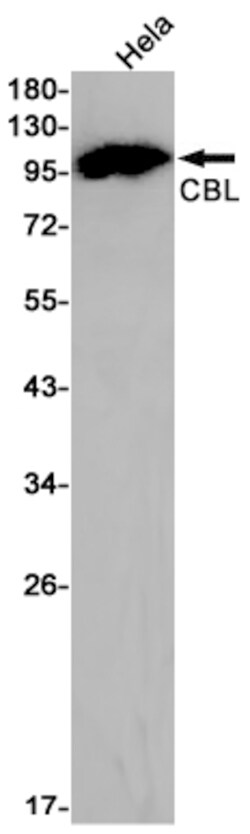 Invitrogen c-Cbl Recombinant Rabbit Monoclonal Antibody (K01_1P01) 100 &mu;L | Buy Online | Invitrogen&trade; | Fisher Scientific