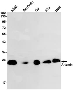 Invitrogen&trade;&nbsp;Artemin Recombinant Rabbit Monoclonal Antibody (K01_1N07)