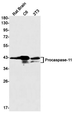 Invitrogen&trade;&nbsp;Caspase 4 Recombinant Rabbit Monoclonal Antibody (K01_1N90)