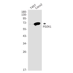 Invitrogen PDZK1 Recombinant Rabbit Monoclonal Antibody (K01_1W54) 50 &mu;L | Buy Online | Invitrogen&trade; | Fisher Scientific