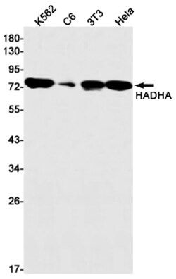Invitrogen HADHA Recombinant Rabbit Monoclonal Antibody (K01_1S01) 50 &mu;L | Buy Online | Invitrogen&trade; | Fisher Scientific