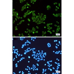 Invitrogen STAT5 alpha Recombinant Rabbit Monoclonal Antibody (K01_1Y78) 50 &mu;L | Buy Online | Invitrogen&trade; | Fisher Scientific