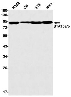 Invitrogen STAT5 alpha Recombinant Rabbit Monoclonal Antibody (K01_1Y78) 50 &mu;L | Buy Online | Invitrogen&trade; | Fisher Scientific