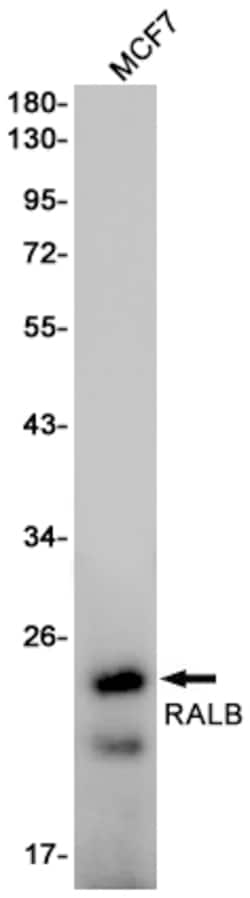 Invitrogen RALB Recombinant Rabbit Monoclonal Antibody (K01_1X55) 100 &mu;L | Buy Online | Invitrogen&trade; | Fisher Scientific