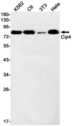 Invitrogen TRIP10 Recombinant Rabbit Monoclonal Antibody (K01_1P57) 100 &mu;L | Buy Online | Invitrogen&trade; | Fisher Scientific