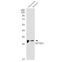 Invitrogen KCTD21 Recombinant Rabbit Monoclonal Antibody (K01_1T21) 50 &mu;L | Buy Online | Invitrogen&trade; | Fisher Scientific