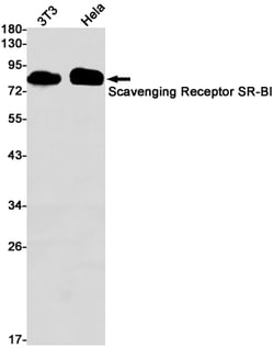 Invitrogen SR-BI Recombinant Rabbit Monoclonal Antibody (K01_1Y13) 50 &mu;L;