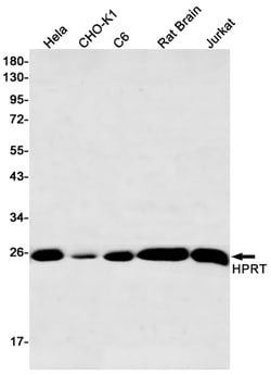 Invitrogen HPRT1 Recombinant Rabbit Monoclonal Antibody (K01_1S50) 50 &mu;L | Buy Online | Invitrogen&trade; | Fisher Scientific