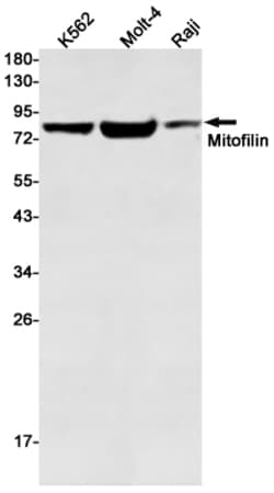 Invitrogen Mitofilin Recombinant Rabbit Monoclonal Antibody (K01_1T92)