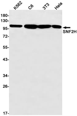 Invitrogen SMARCA5 Recombinant Rabbit Monoclonal Antibody (K01_1Y58) 50 &mu;L | Buy Online | Invitrogen&trade; | Fisher Scientific