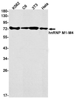 Invitrogen hnRNP M Recombinant Rabbit Monoclonal Antibody (K01_1S41) 100 &mu;L | Buy Online | Invitrogen&trade; | Fisher Scientific
