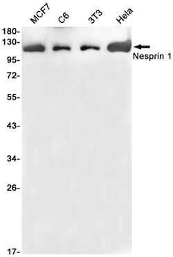 Invitrogen Nesprin 1 Recombinant Rabbit Monoclonal Antibody (K01_1U66) 100 &mu;L | Buy Online | Invitrogen&trade; | Fisher Scientific