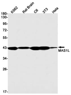 Invitrogen MAS1L Recombinant Rabbit Monoclonal Antibody (K01_1T65) 50 &mu;L;