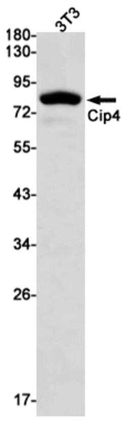 Invitrogen TRIP10 Recombinant Rabbit Monoclonal Antibody (K01_1P58) 100 &mu;L | Buy Online | Invitrogen&trade; | Fisher Scientific