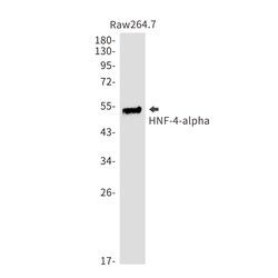 Invitrogen HNF4A Recombinant Rabbit Monoclonal Antibody (K01_1S34) 50 &mu;L | Buy Online | Invitrogen&trade; | Fisher Scientific