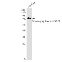 Invitrogen SR-BI Recombinant Rabbit Monoclonal Antibody (K01_1Y14) 50 &mu;L | Buy Online | Invitrogen&trade; | Fisher Scientific