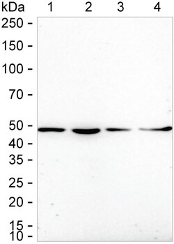 Invitrogen NCK1 Recombinant Rabbit Monoclonal Antibody (K01_1U44) 100 &mu;L | Buy Online | Invitrogen&trade; | Fisher Scientific