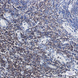 Invitrogen CD3g Recombinant Rabbit Monoclonal Antibody (K01_1P24) 50 &mu;L | Buy Online | Invitrogen&trade; | Fisher Scientific