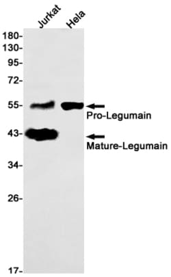 Invitrogen LGMN Recombinant Rabbit Monoclonal Antibody (K01_1T44) 100 &mu;L | Buy Online | Invitrogen&trade; | Fisher Scientific