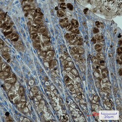 Invitrogen&trade;&nbsp;PBK Recombinant Rabbit Monoclonal Antibody (K01_1W40)