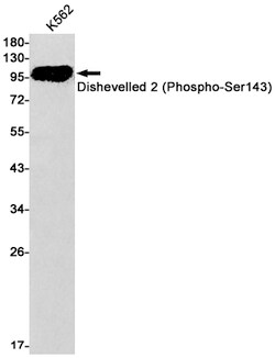 Invitrogen Phospho-DVL2 (Ser143) Recombinant Rabbit Monoclonal Antibody (K01_1Q43) 100 &mu;L | Buy Online | Invitrogen&trade; | Fisher Scientific