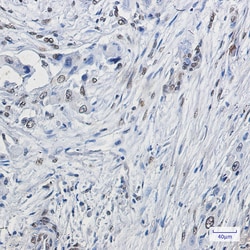 Invitrogen ELK1 Recombinant Rabbit Monoclonal Antibody (K01_1Q73) 50 &mu;L | Buy Online | Invitrogen&trade; | Fisher Scientific