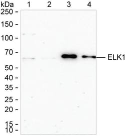 Invitrogen ELK1 Recombinant Rabbit Monoclonal Antibody (K01_1Q73) 50 &mu;L | Buy Online | Invitrogen&trade; | Fisher Scientific