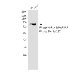 Invitrogen Phospho-RSK2 (Ser227) Recombinant Rabbit Monoclonal Antibody