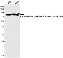 Invitrogen Phospho-RSK2 (Ser227) Recombinant Rabbit Monoclonal Antibody