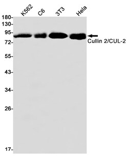 Invitrogen Cullin 2 Recombinant Rabbit Monoclonal Antibody (K01_1P92) 50 &mu;L | Buy Online | Invitrogen&trade; | Fisher Scientific