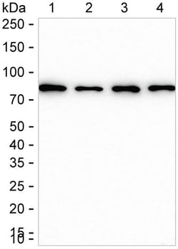 Invitrogen Radixin Recombinant Rabbit Monoclonal Antibody (K01_1X51) 50 &mu;L | Buy Online | Invitrogen&trade; | Fisher Scientific